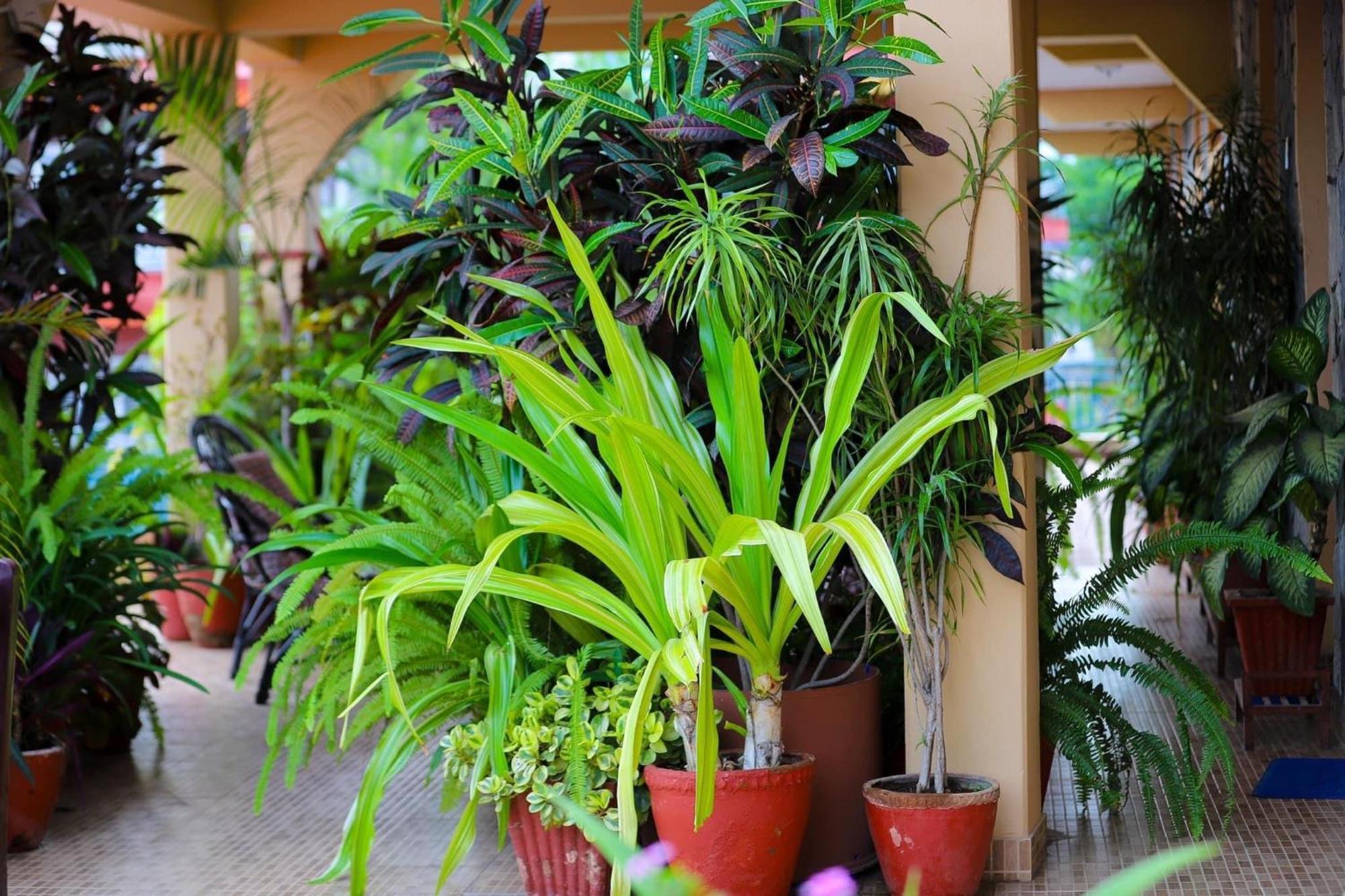Nanohana Lodge Pokhara Zewnętrze zdjęcie